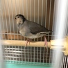 桜文鳥♂生後2ヶ月　非手乗り サムネイル3