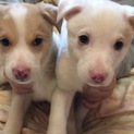 仔犬の里親募集