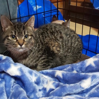 イケメンのキジトラ君