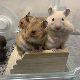 キンクマの里親を募集します！