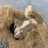 キンクマの里親を募集します！ サムネイル2