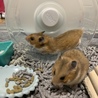 キンクマの里親を募集します！ サムネイル3