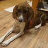 ヒトも犬も大好き！小さめプロットハウンドの女の子 サムネイル7