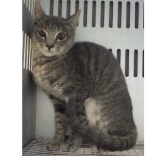 里親様を待っています。成猫性別不明301
