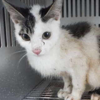 団体様より引き出し。子猫♂302