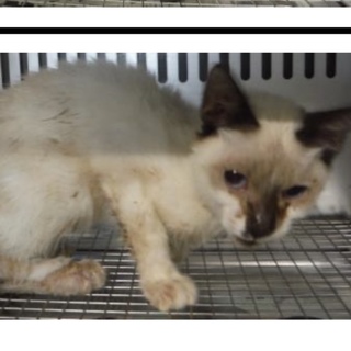 団体様より引き出し。子猫♂303