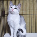 1月12日こねこまつり参加。綺麗なグレーの子猫
