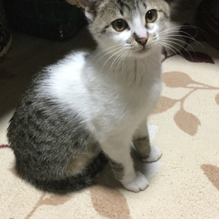 やんちゃ坊主のキジ白の男の子♪