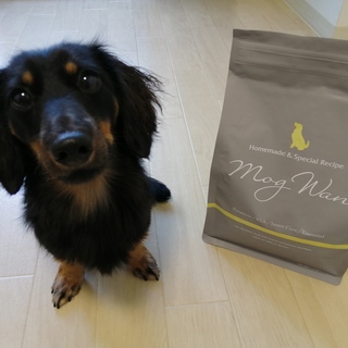 ミニチュアダックス2歳　ブラックタン　オス　