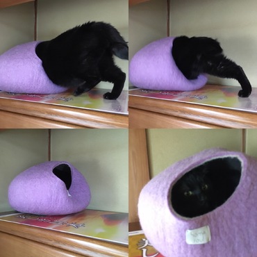 我が家にやってきた日。ねこぶくろに入ってくれた！