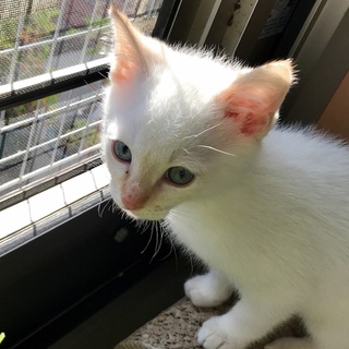 1/12こねこまつり参加ねこ。シャムミックス男のコ