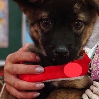 生後１〜２ヶ月のシャイボーイのジャッカル君