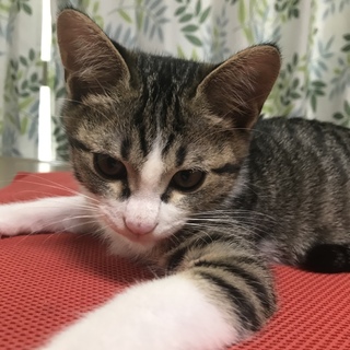 里親探してます
