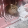 ももぽんうさぎ