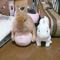 ぽんちゃん