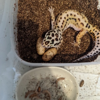 レオパ 卵