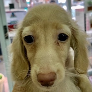 ダックスの子犬