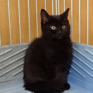子猫クロちゃん推定５ヶ月
