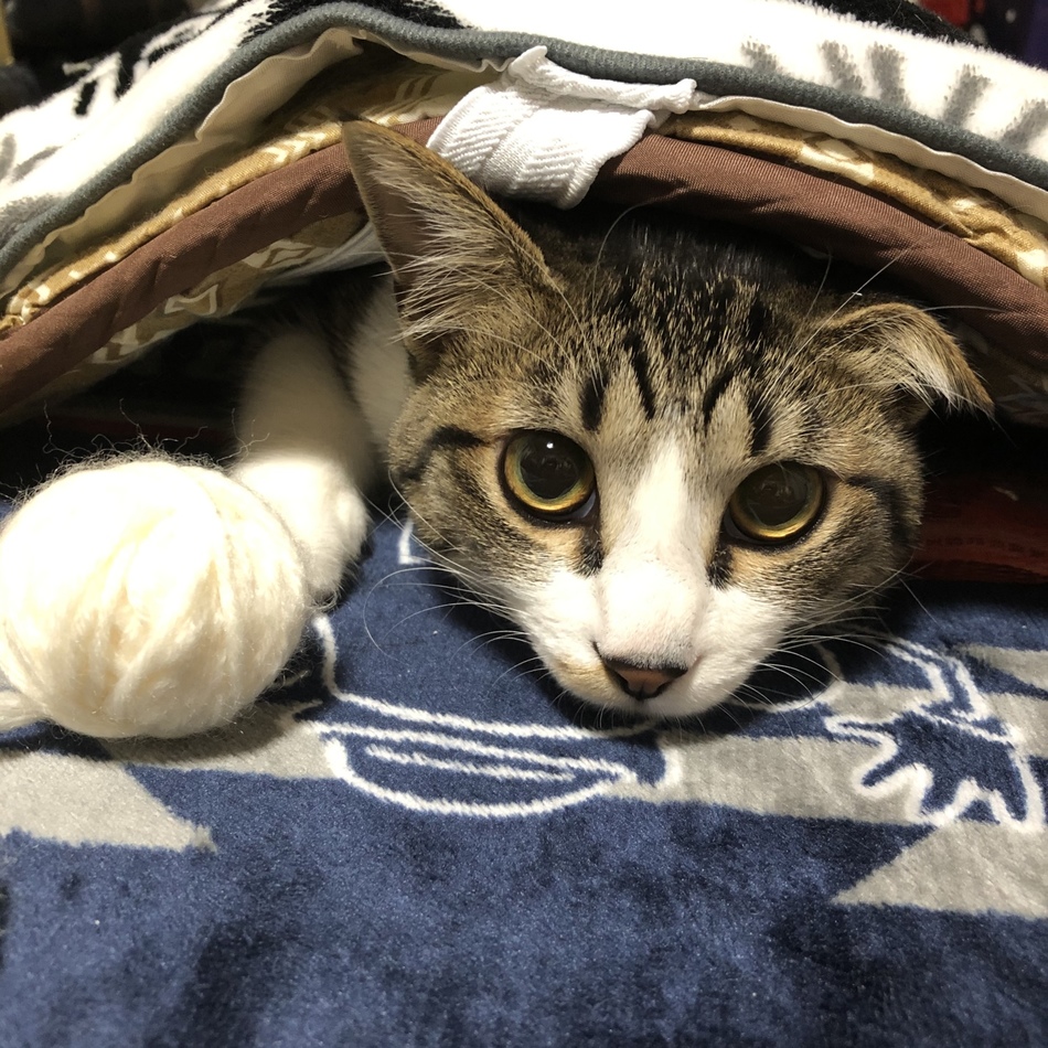 りむのカバー写真