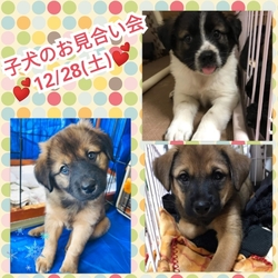 子犬のお見合い会