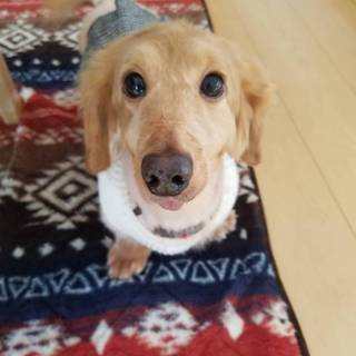 この子を助けてください。