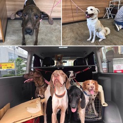 わんわん譲渡会 サムネイル3