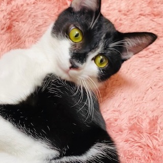 お申込あり一時停止◆膝抱っこ大好き♪