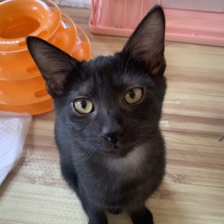 スモーキーブラック★いっちゃん４ヶ月