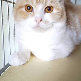 スコティッシュフォールド 三重県 猫の里親募集 ペットのおうち 月間利用者150万人 スコティッシュフォールド 三重県 猫の里親募集 ペットのおうち 月間利用者150万人