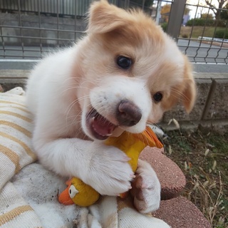 性格バツグンのもうすぐ３ヶ月の女の子です✨