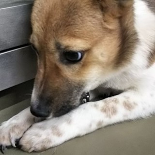 華奢で控えめな野犬子犬ネオン君