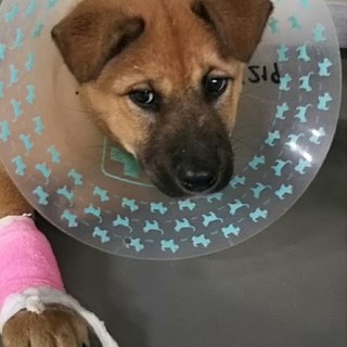 脚の大怪我から回復間近、ごん太君→トライアル中