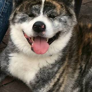 秋田犬　虎毛　２歳の男の子です。