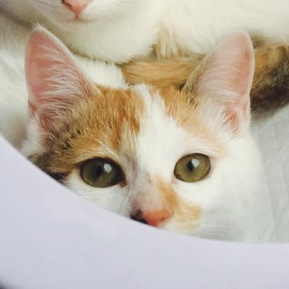 ピンクのお鼻・短め尻尾の美人さんです♪