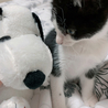mihota