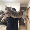 zefさん
