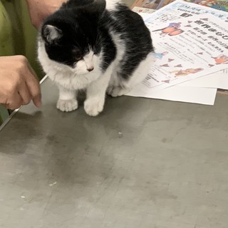 会社に捨てられていた懐こい子猫くん