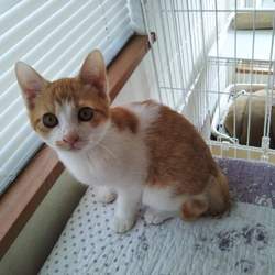 第85回　にゃん☆ぴーす犬猫譲渡会