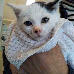 第85回　にゃん☆ぴーす犬猫譲渡会 サムネイル2