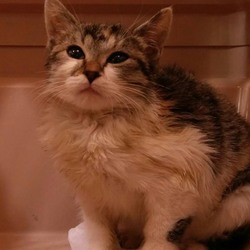 第85回　にゃん☆ぴーす犬猫譲渡会 サムネイル3