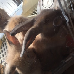 「赤ちゃんの里親募集です。」サムネイル3