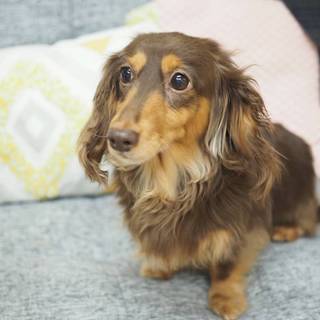 陽気なダックスなつちゃん♪