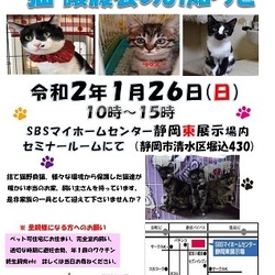 静岡市清水区にて猫の譲渡会開催です