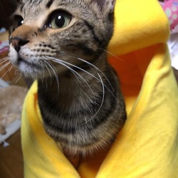 里親が保護猫譲渡会始めてみてもいいですか？保護猫譲渡会開催のご案内 サムネイル2