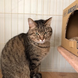 里親が保護猫譲渡会始めてみてもいいですか？保護猫譲渡会開催のご案内 サムネイル3