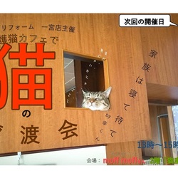 里親が保護猫譲渡会始めてみてもいいですか？保護猫譲渡会開催のご案内