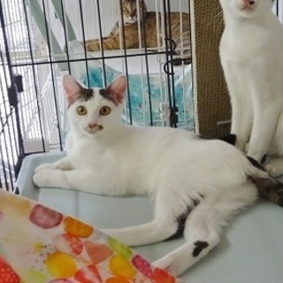 3兄弟最後の1匹になりました