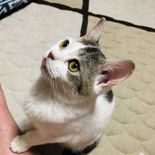 仲良し姉妹の子猫　里親募集