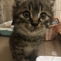 ちゃちゃ丸