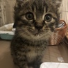 ちゃちゃ丸